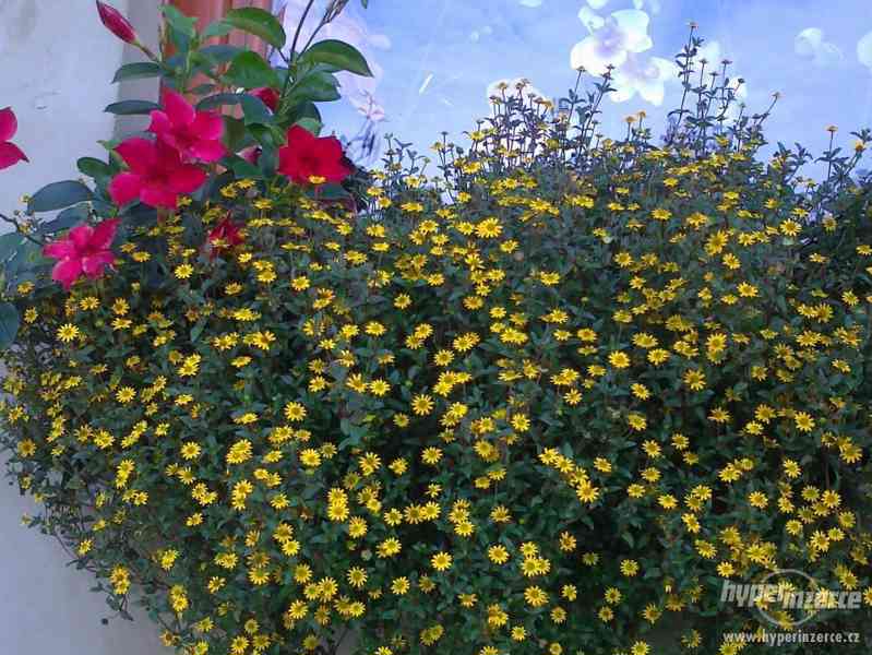 Zahradnictví Valinová Solánum muricatum-Pepíno Gold - foto 24