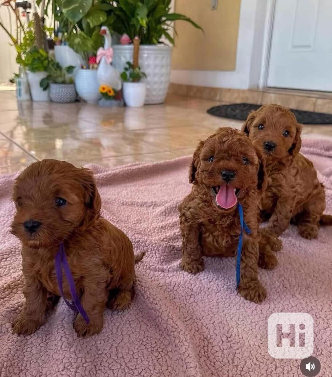štěňata mini pudlů k adopci, - foto 1