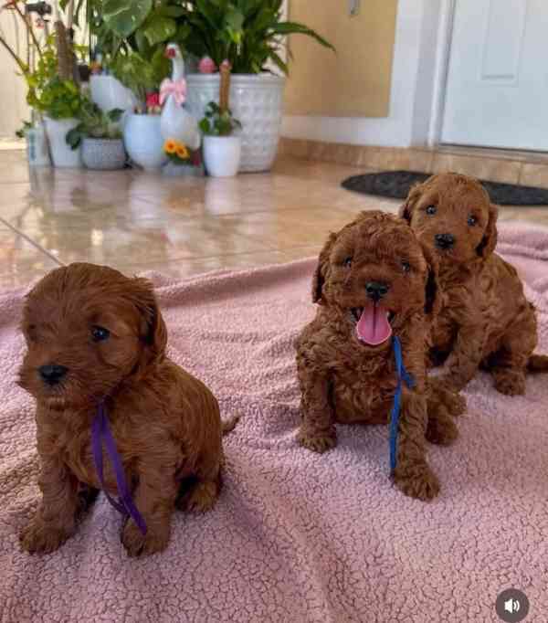 štěňata mini pudlů k adopci, - foto 1