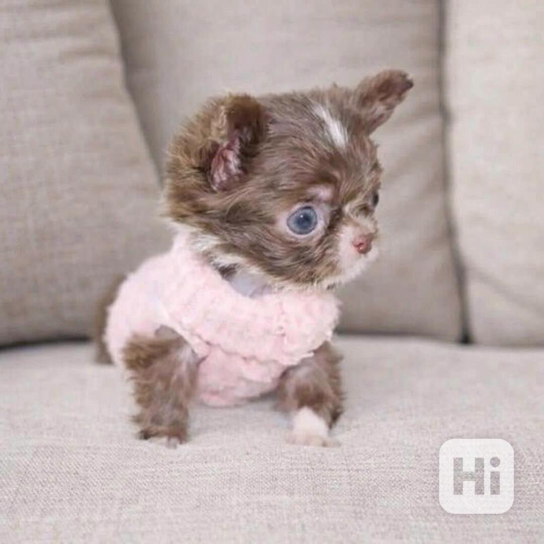 Štěňata čivavy Pp - foto 1