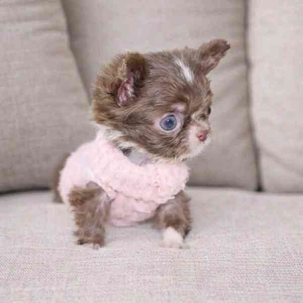 Štěňata čivavy Pp - foto 1