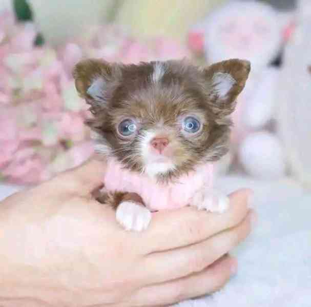 Štěňata čivavy Pp - foto 2