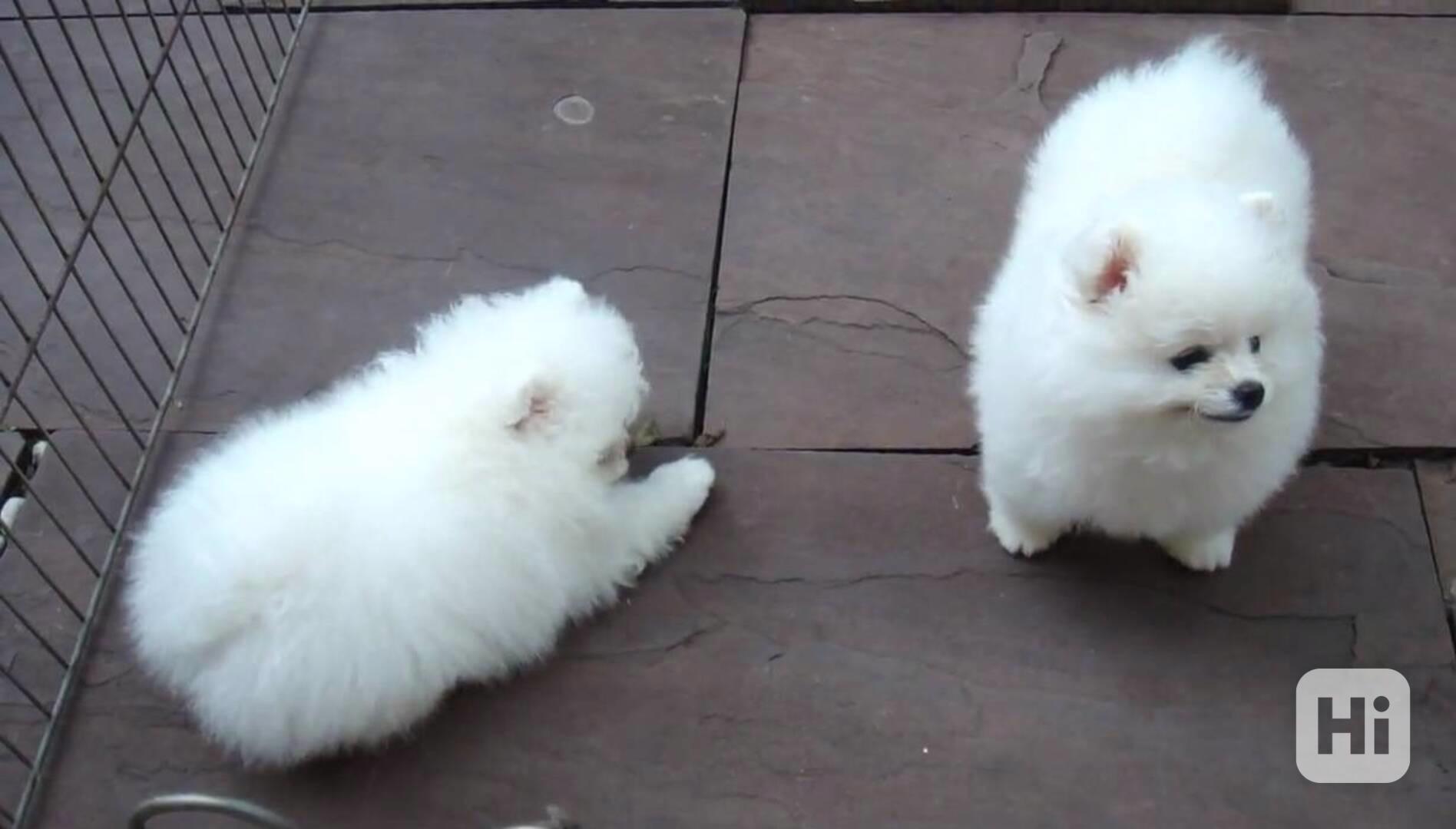 pomeranian s Pp - foto 1