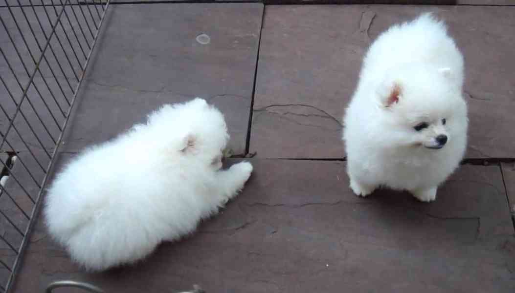 pomeranian s Pp - foto 1
