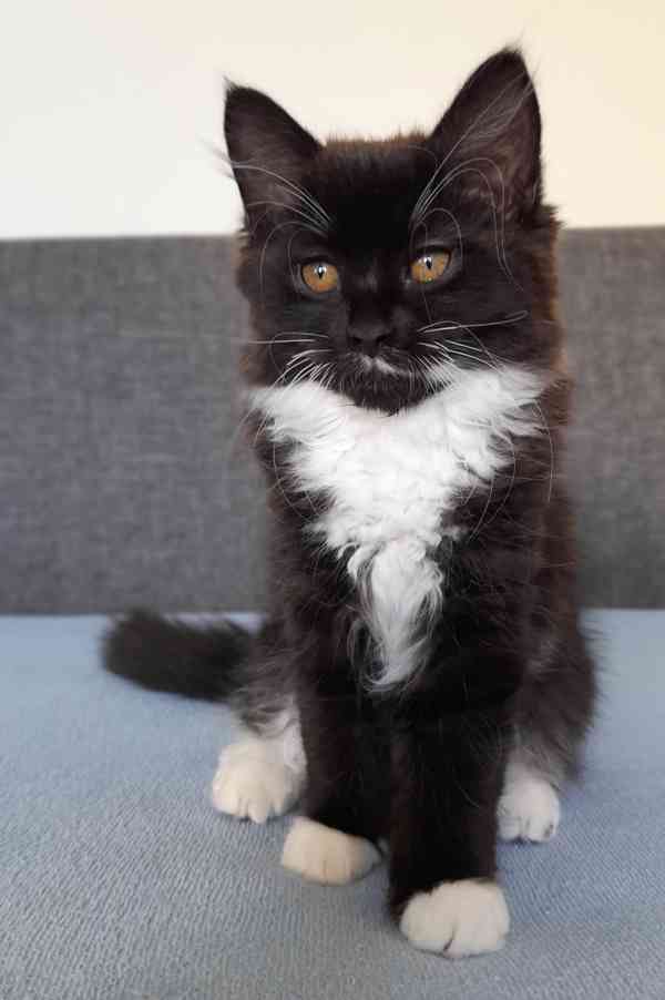 Sibiřská kočka s průkazem původu - foto 1