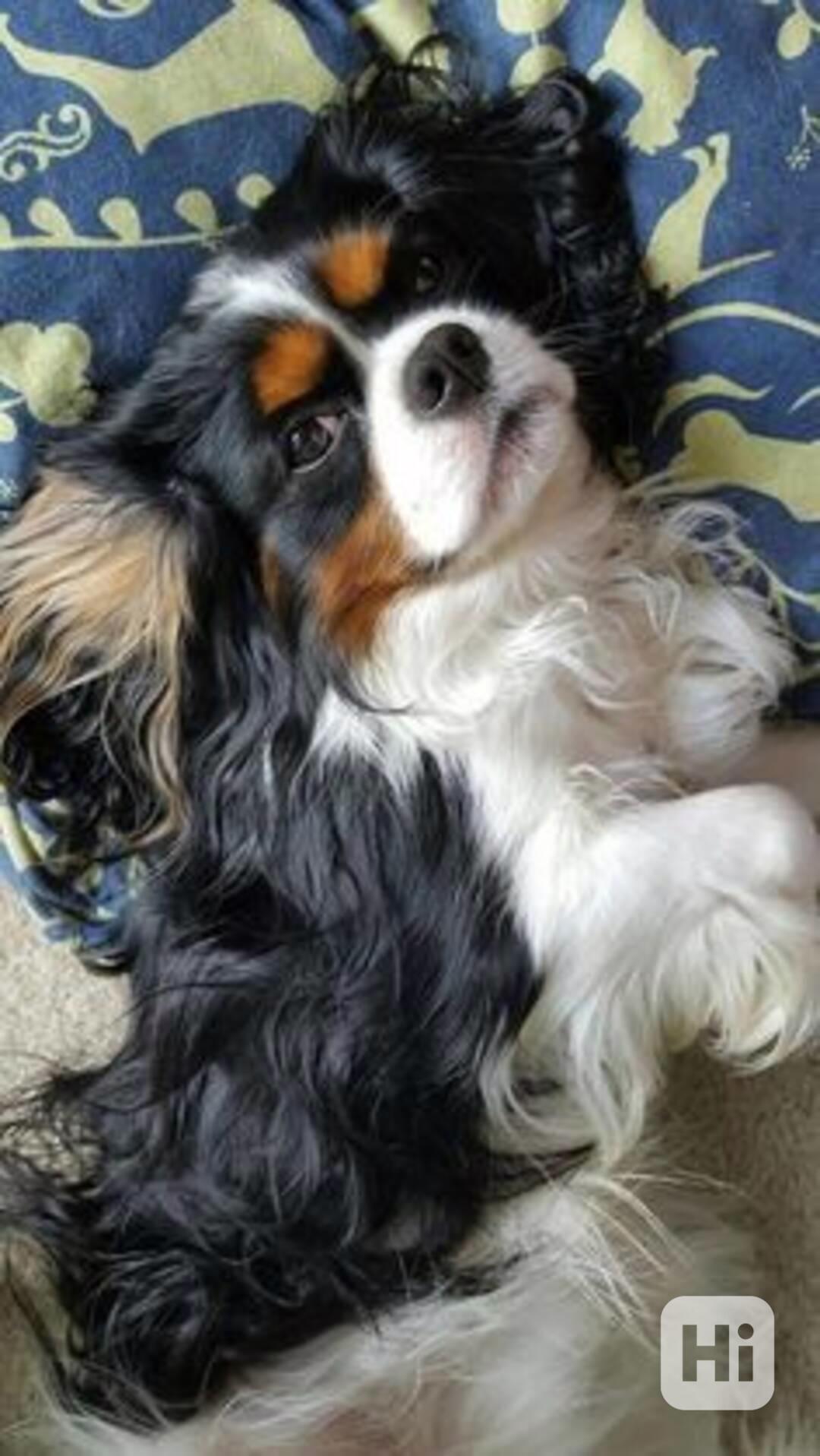 King charles španěl - štěňata - foto 1