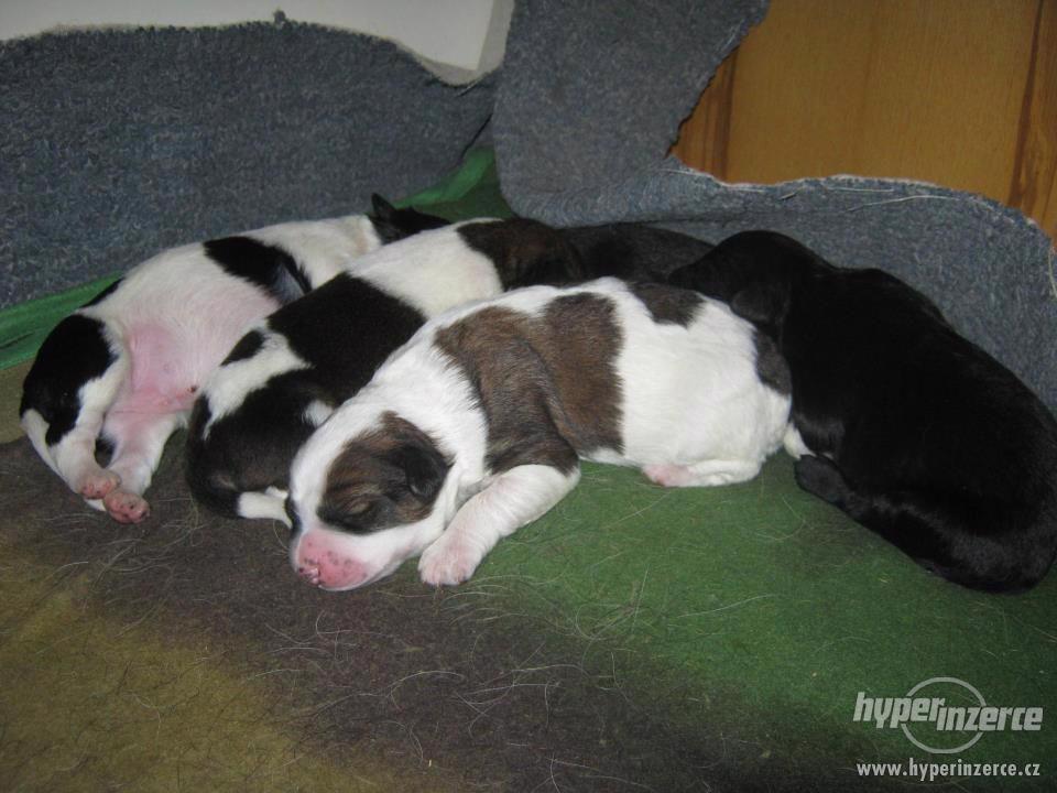 Zachráněná štěňátka hledající milujicí domov - foto 1