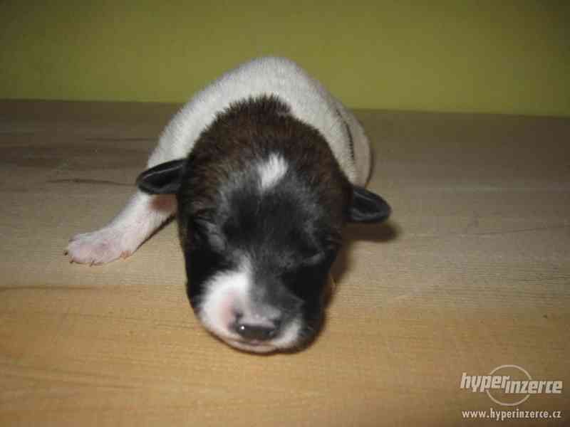 Zachráněná štěňátka hledající milujicí domov - foto 3