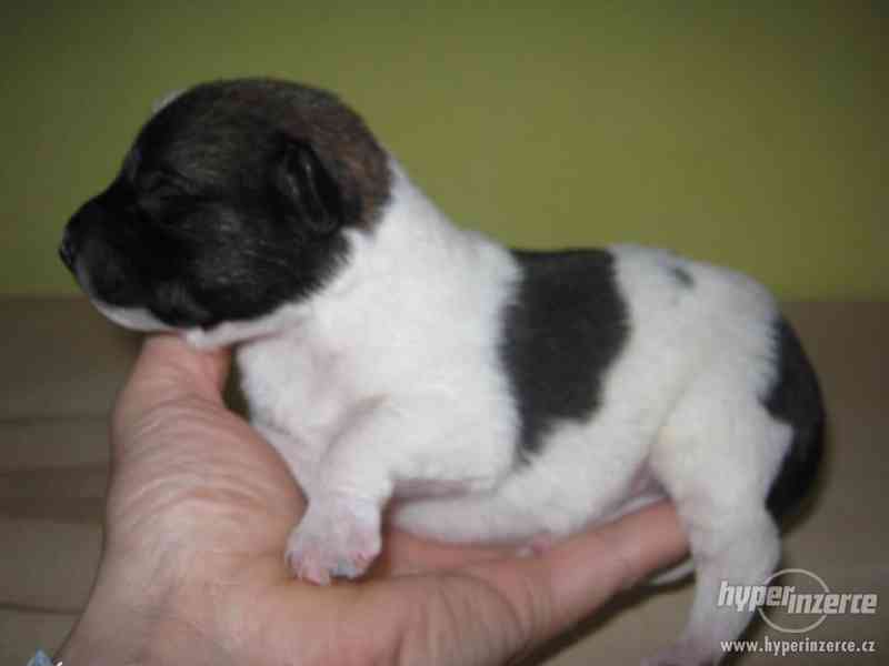 Zachráněná štěňátka hledající milujicí domov - foto 4
