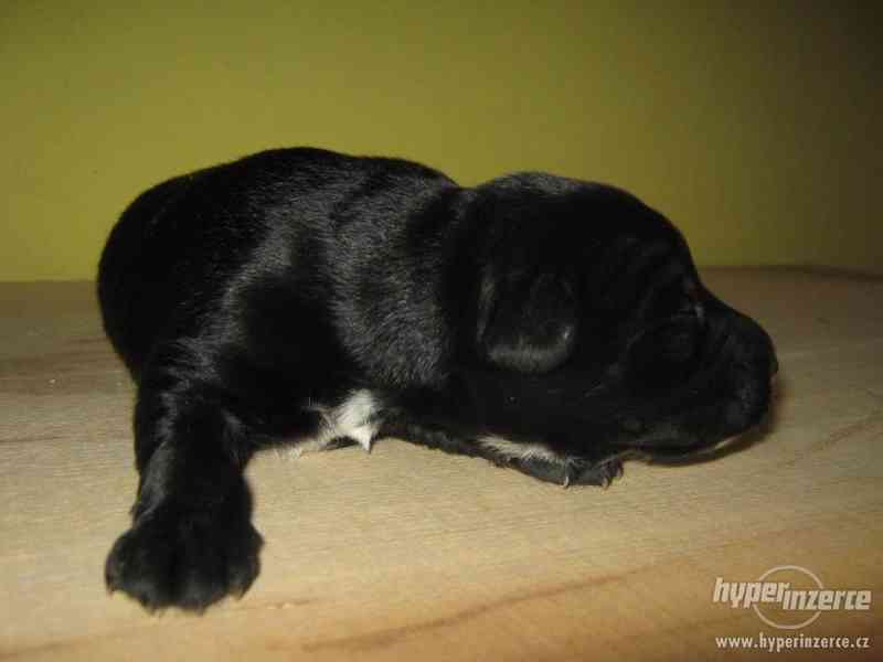 Zachráněná štěňátka hledající milujicí domov - foto 7