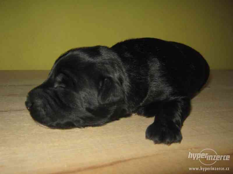 Zachráněná štěňátka hledající milujicí domov - foto 8