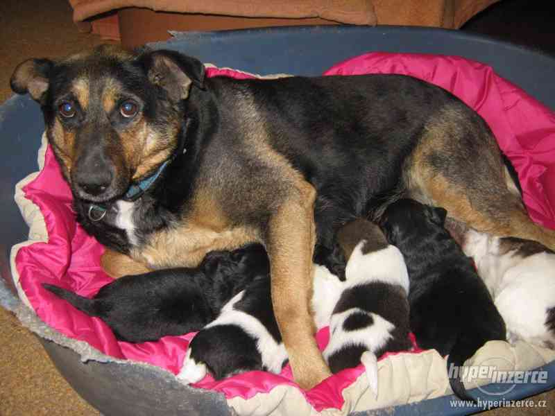 Zachráněná štěňátka hledající milujicí domov - foto 9