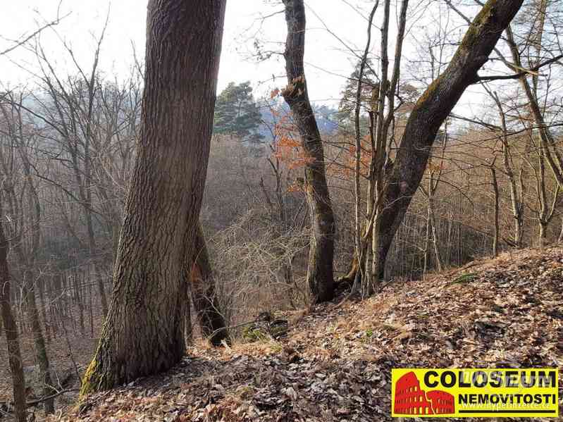 Dolní Loučky - lesní pozemek 241.829 m2 - pozemek - foto 2