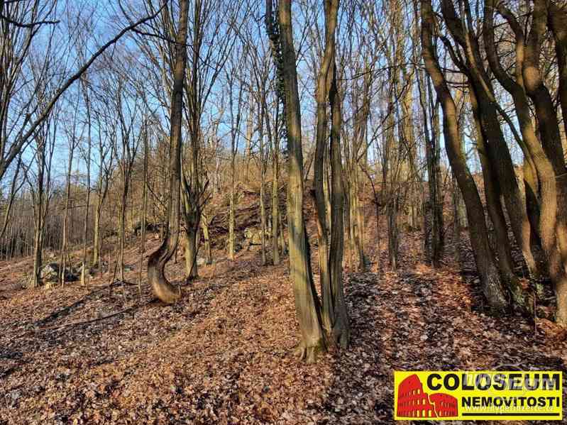 Dolní Loučky - lesní pozemek 241.829 m2 - pozemek - foto 3