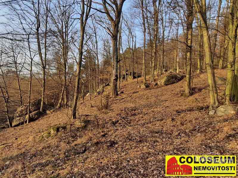 Dolní Loučky - lesní pozemek 241.829 m2 - pozemek - foto 5