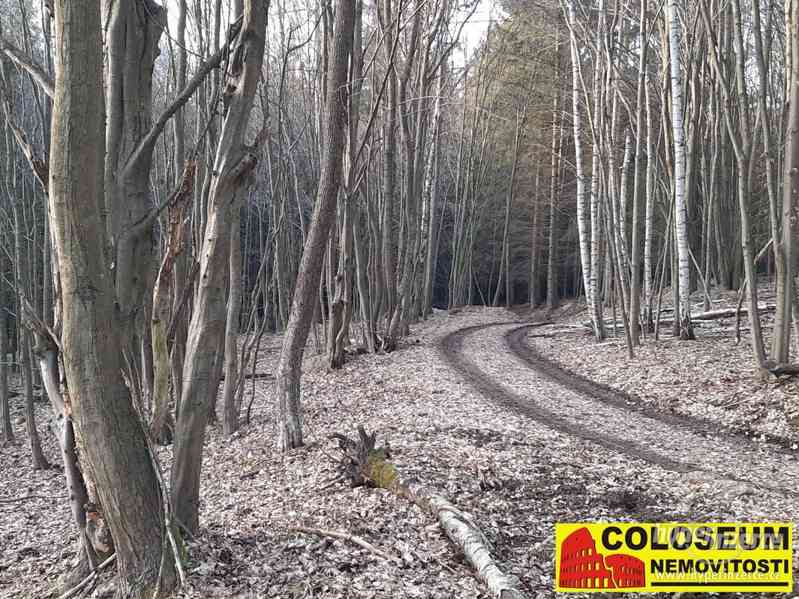 Dolní Loučky - lesní pozemek 241.829 m2 - pozemek - foto 7