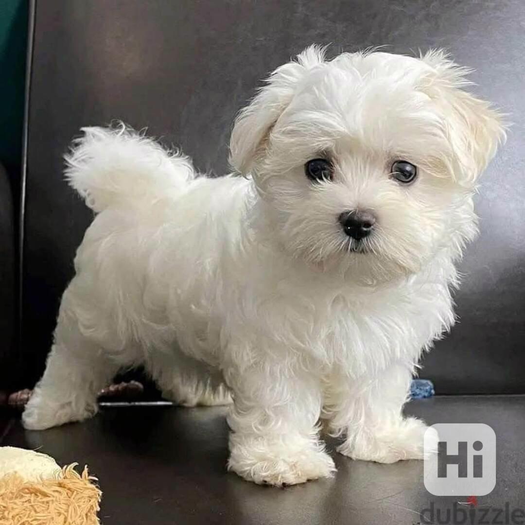 Dobře vycvičená  maltézská štěňátka k adopci - foto 1