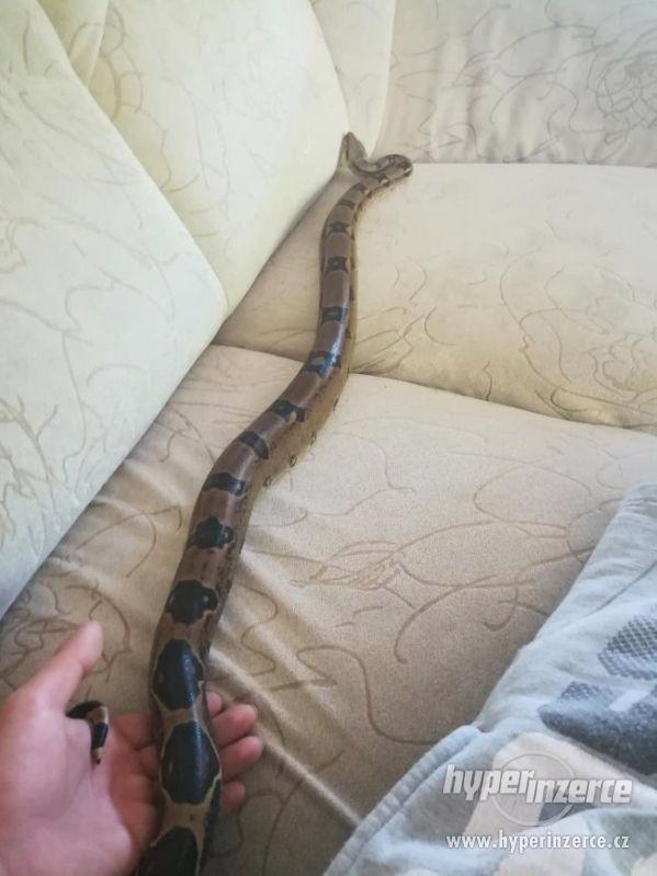 Hroznýš královský s teráriem - foto 1