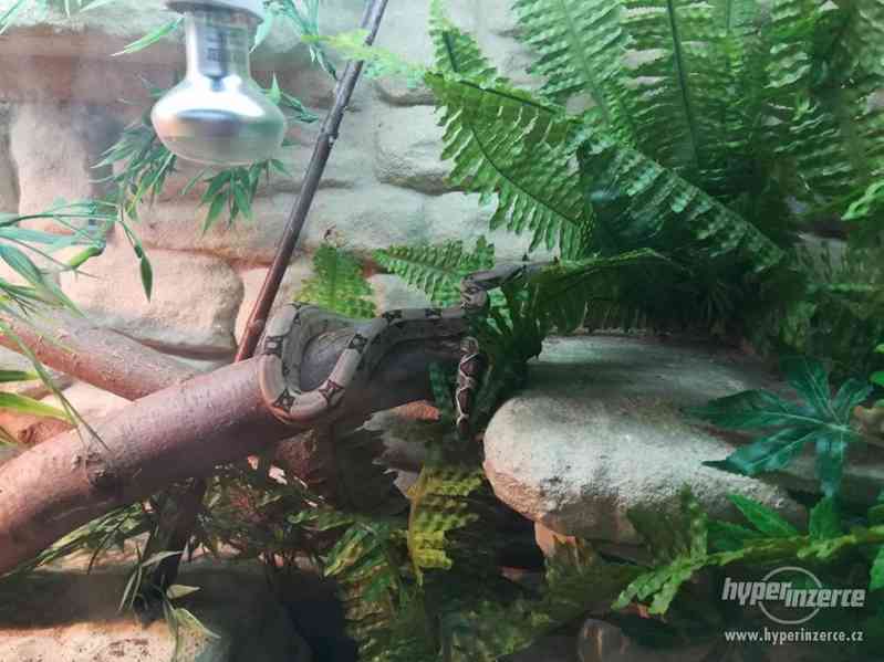 Hroznýš královský s teráriem - foto 2
