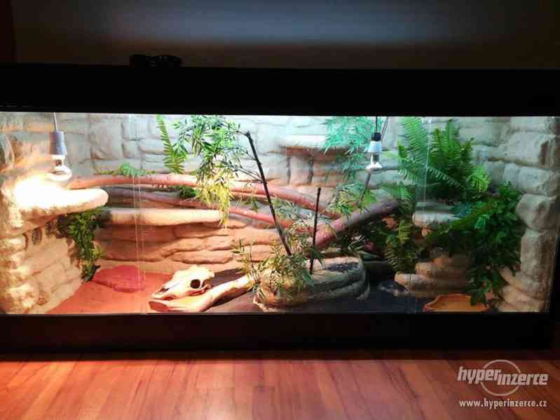 Hroznýš královský s teráriem - foto 3