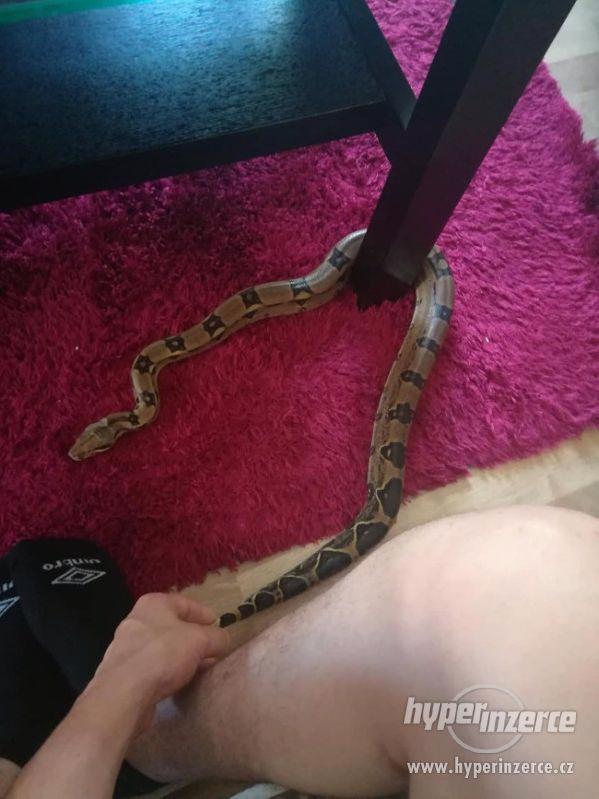 Hroznýš královský s teráriem - foto 4