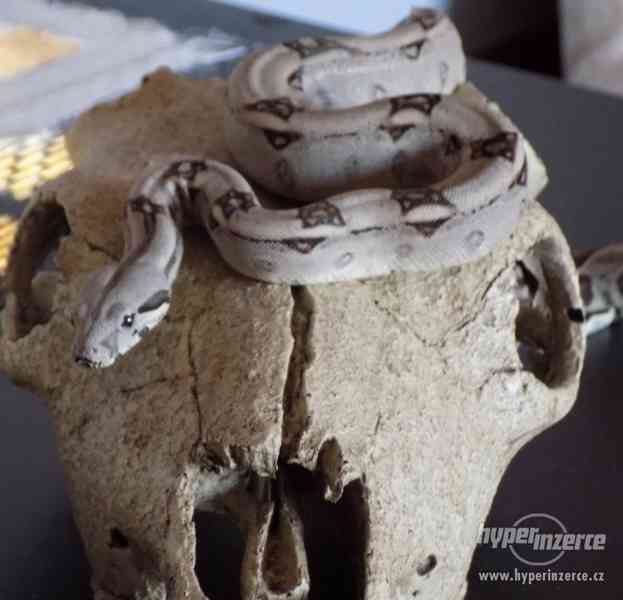 Hroznýš královský s teráriem - foto 5