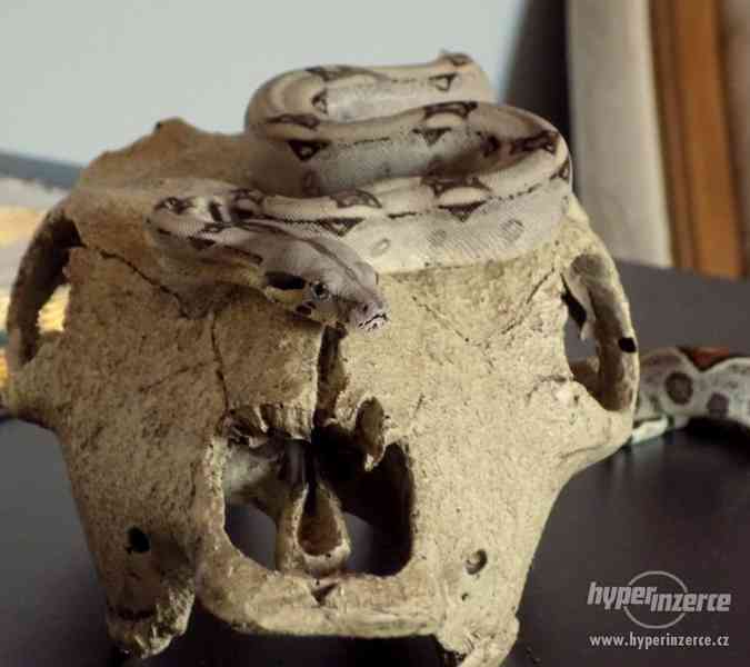 Hroznýš královský s teráriem - foto 6