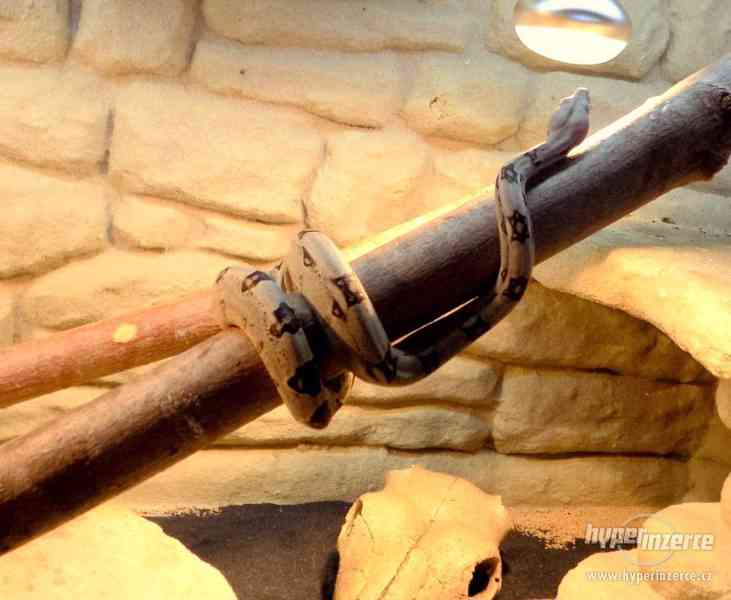 Hroznýš královský s teráriem - foto 7