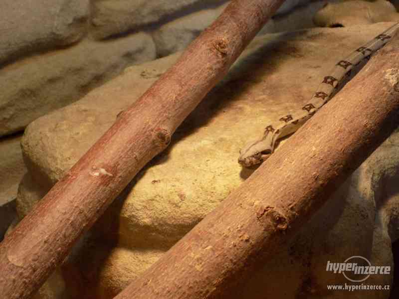 Hroznýš královský s teráriem - foto 8