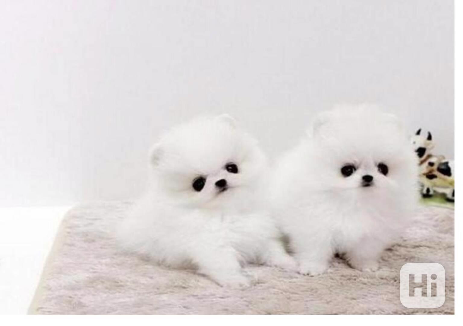 Krásná štěňata pomeranského - foto 1