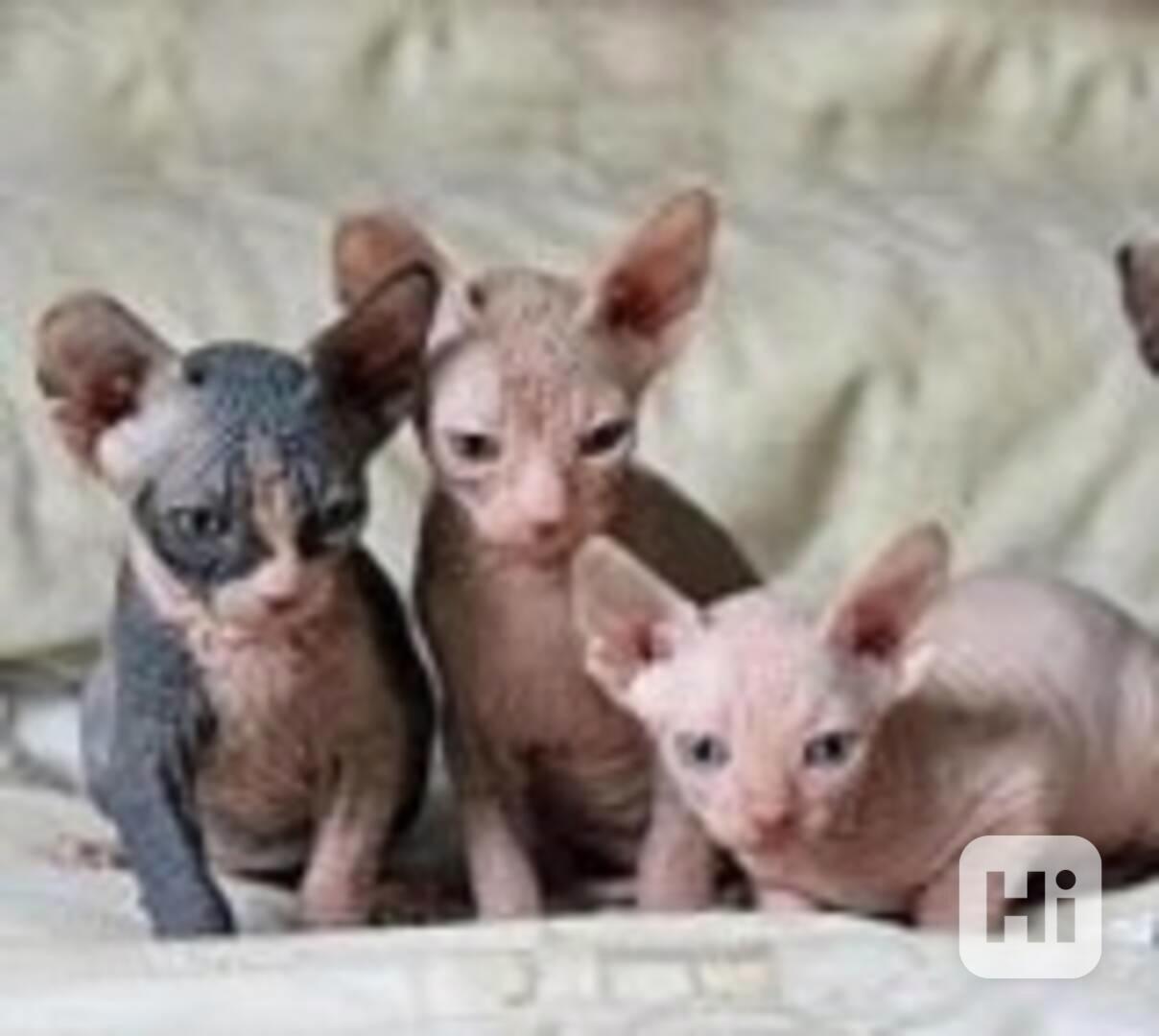 sphynx koťata k bezplatné adopci - foto 1
