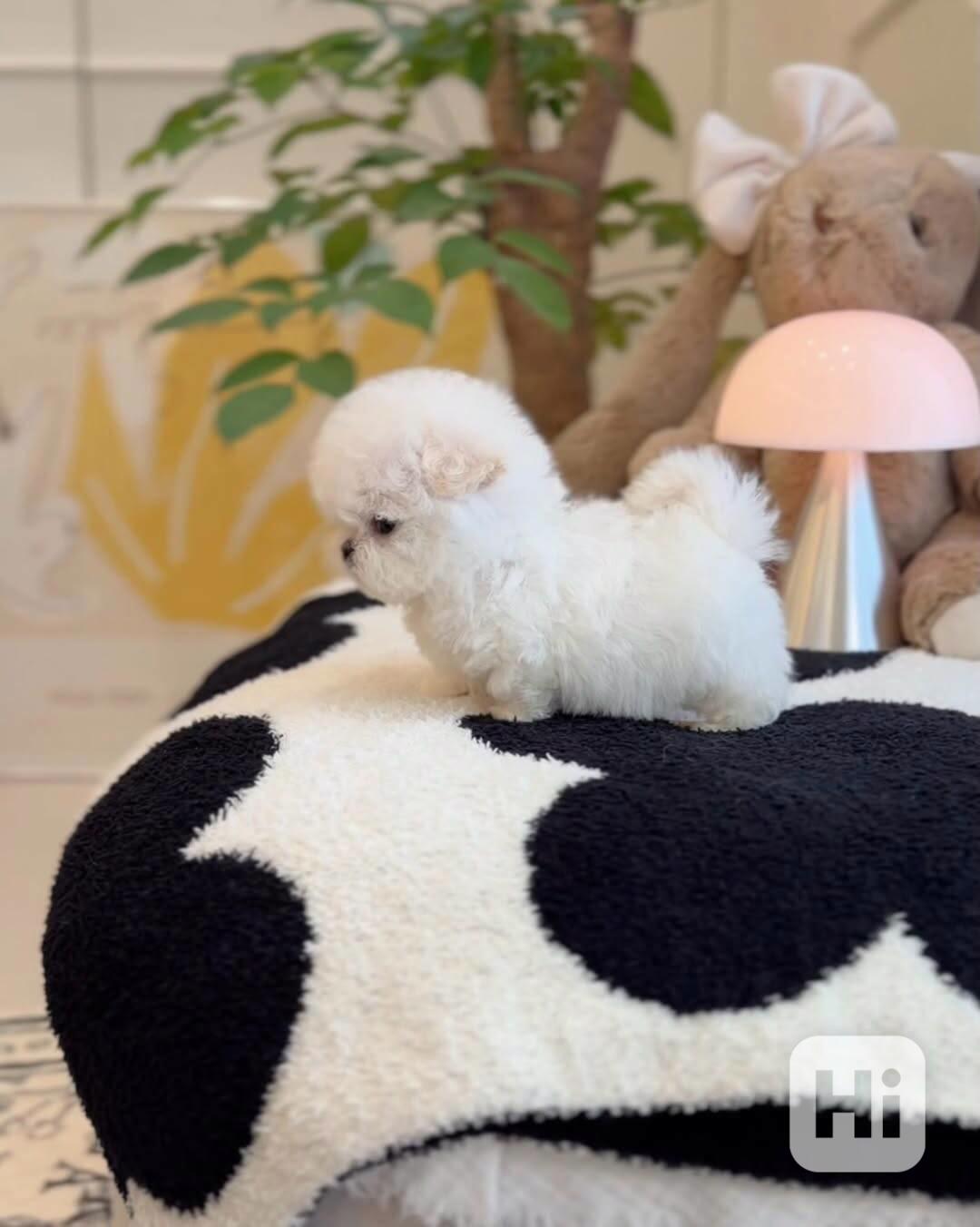 Mini bišonek, na kterého nezapomenete — Podo 🍇 S osobností  - foto 1