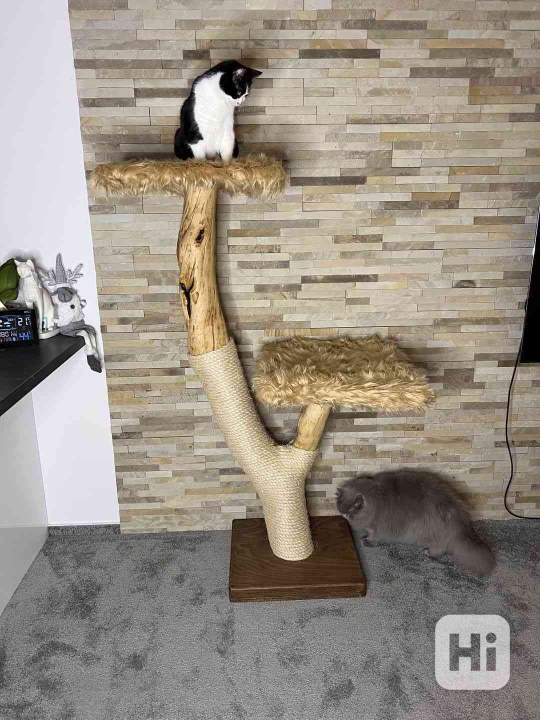 Kočičí strom  - foto 1
