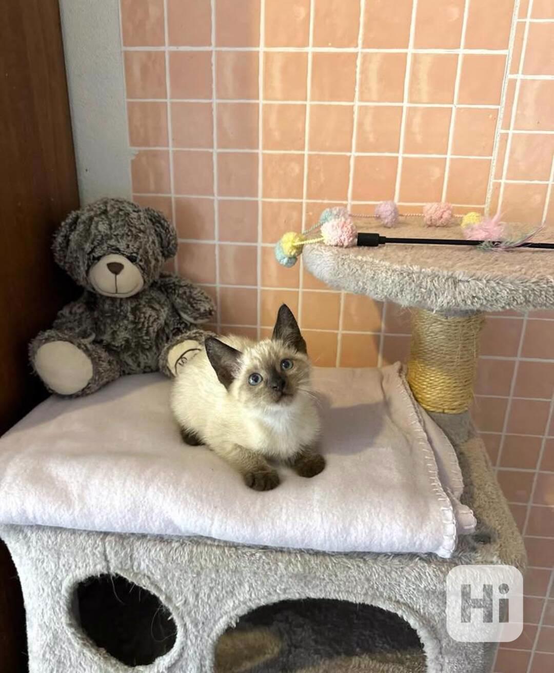 Dvě krásná siamská koťátka - foto 1