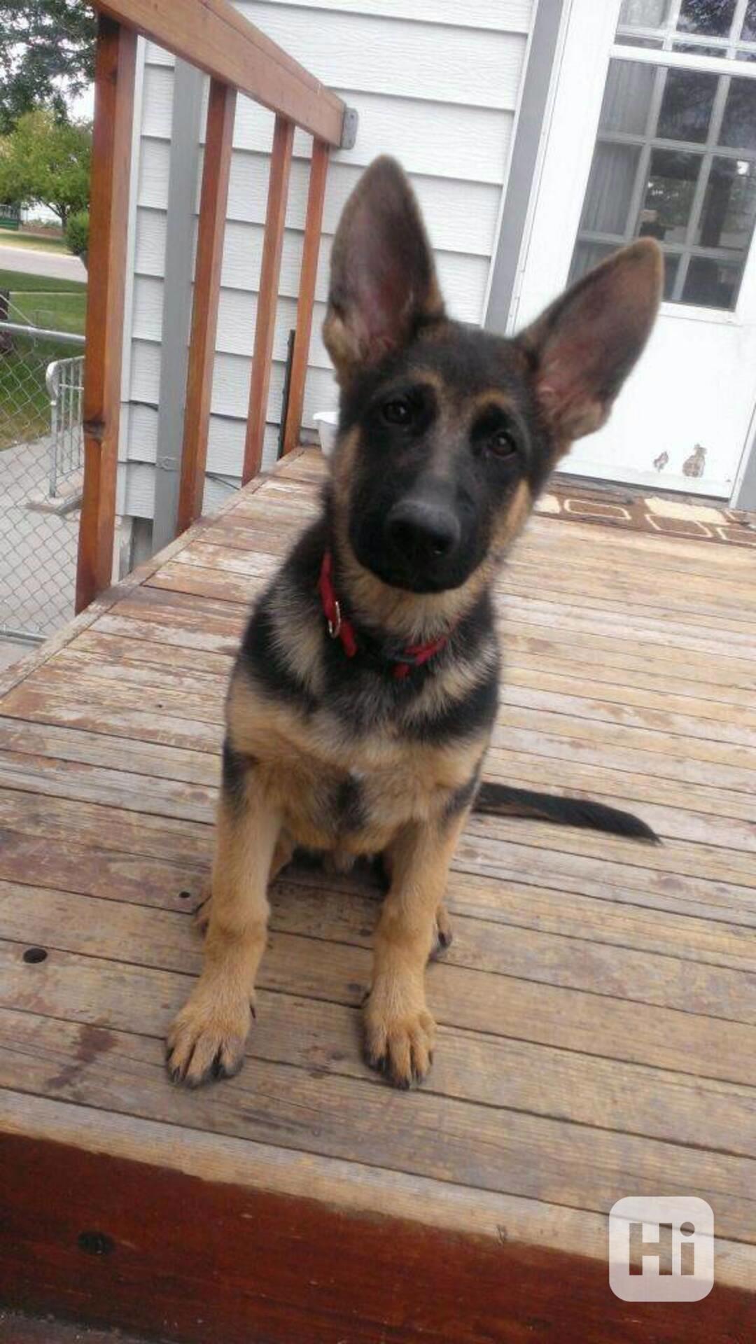 12týdenní štěňata německého ovčáka - foto 1