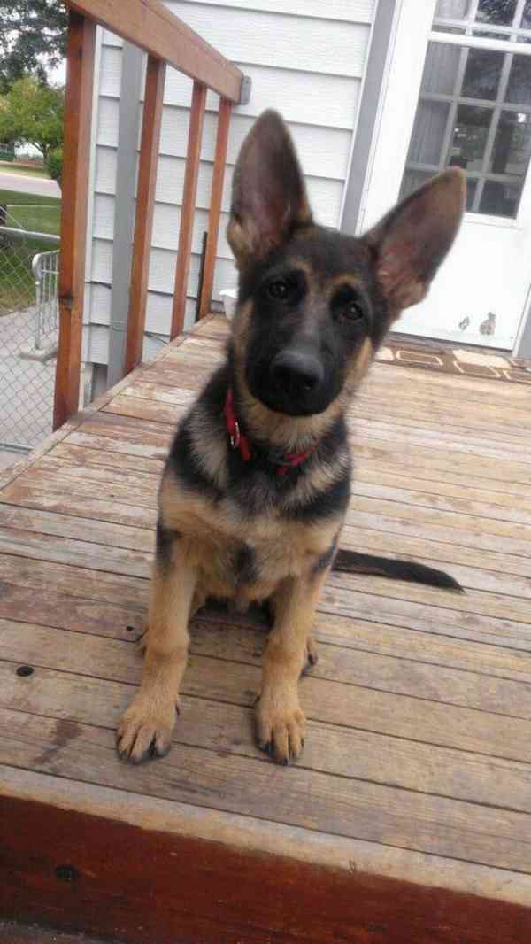 12týdenní štěňata německého ovčáka - foto 1