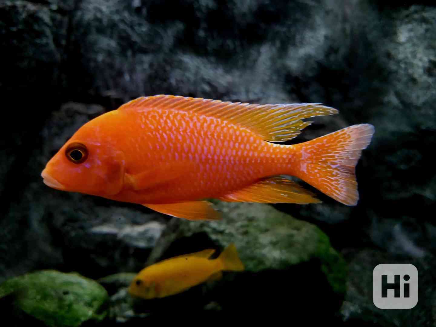 Tlamovci Malawi  - foto 1