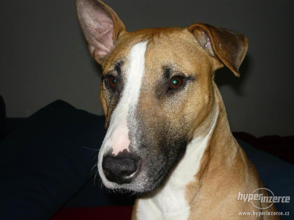 Daruji pejska - foto 1