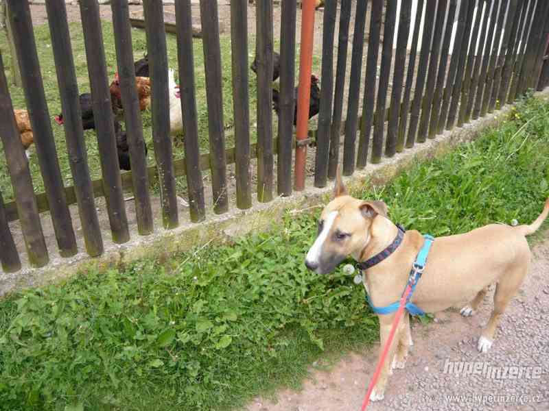 Daruji pejska - foto 2