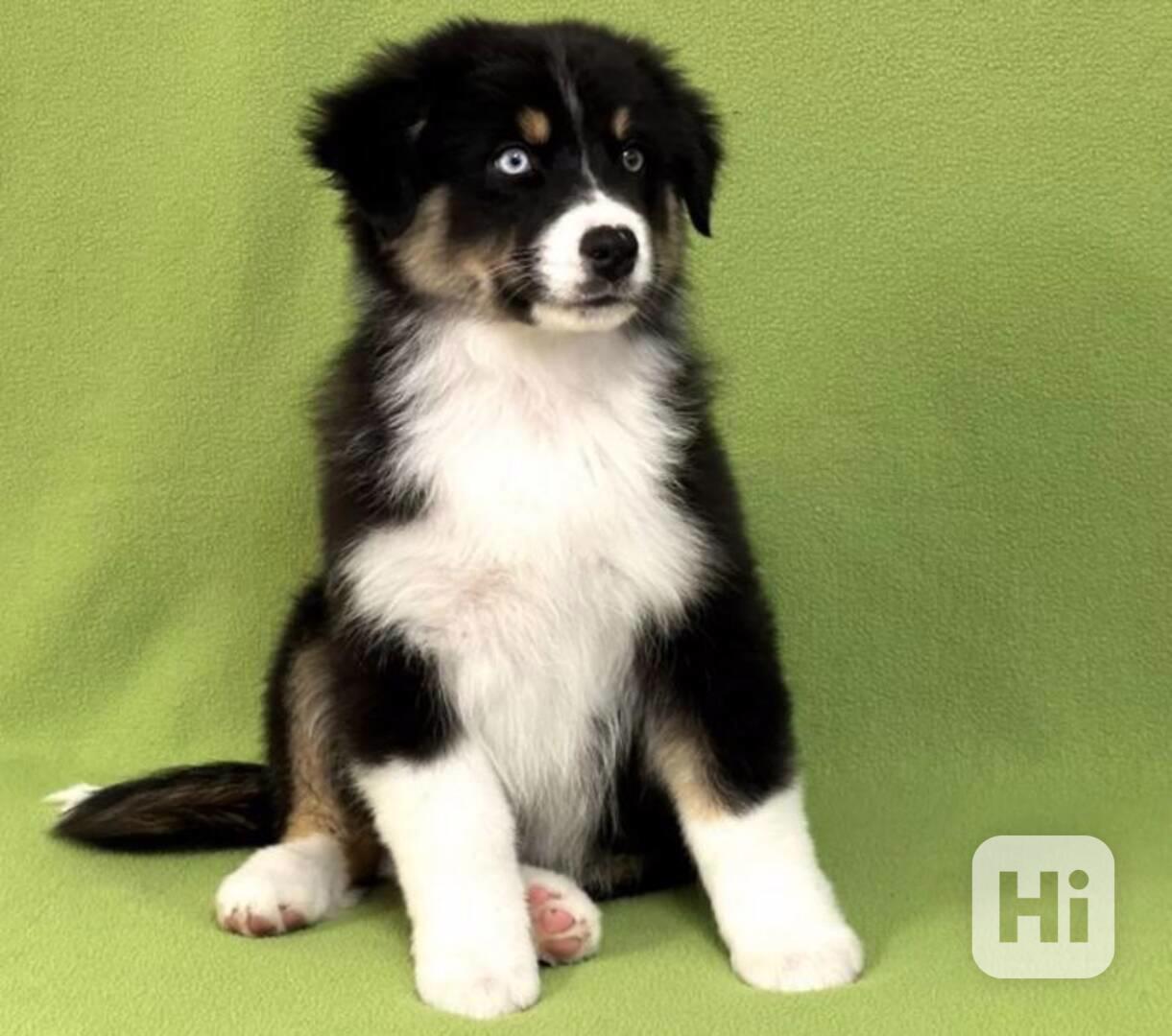 Máme vysoce kvalitní, zdravá štěňata australského ovčáka  - foto 1