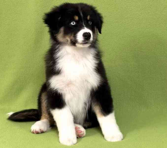 Máme vysoce kvalitní, zdravá štěňata australského ovčáka  - foto 1