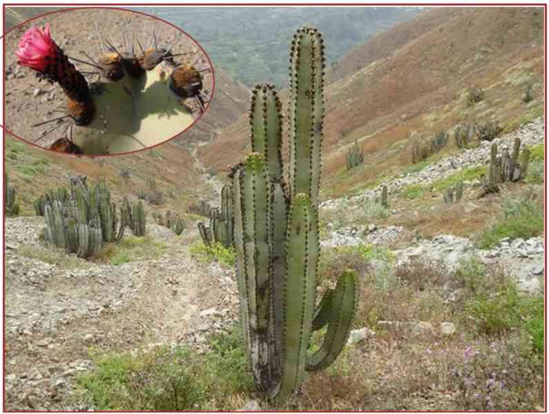 Kaktus Neoraimondia areguipensis v. roseiflora  - SEMENA