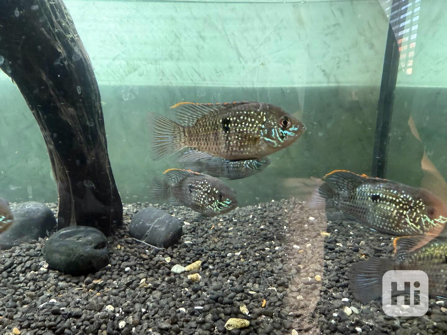 Akara modrá - foto 1