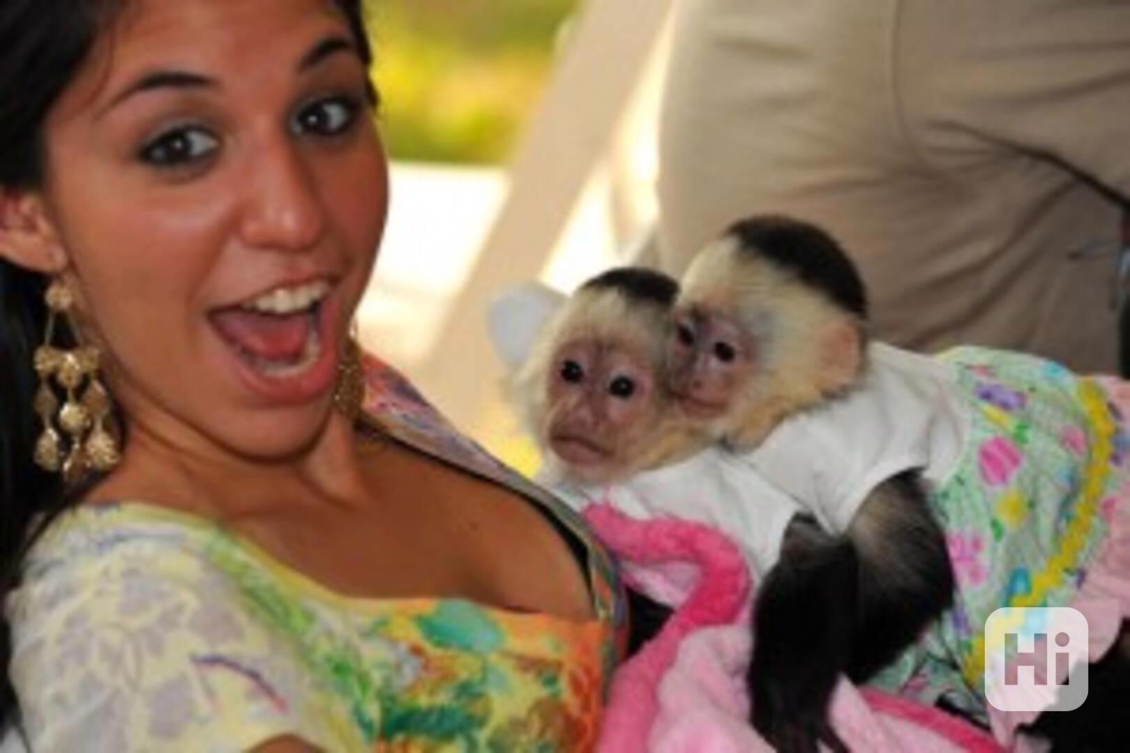 2 kapucínské opice k adopci Roztomilí a milí samci a samice  - foto 1