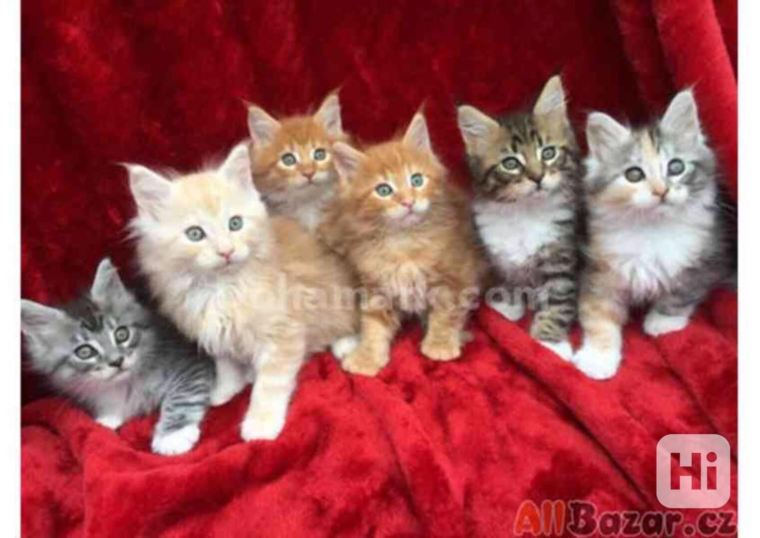 Krásná mainská mývalí koťátka k adopci - foto 1