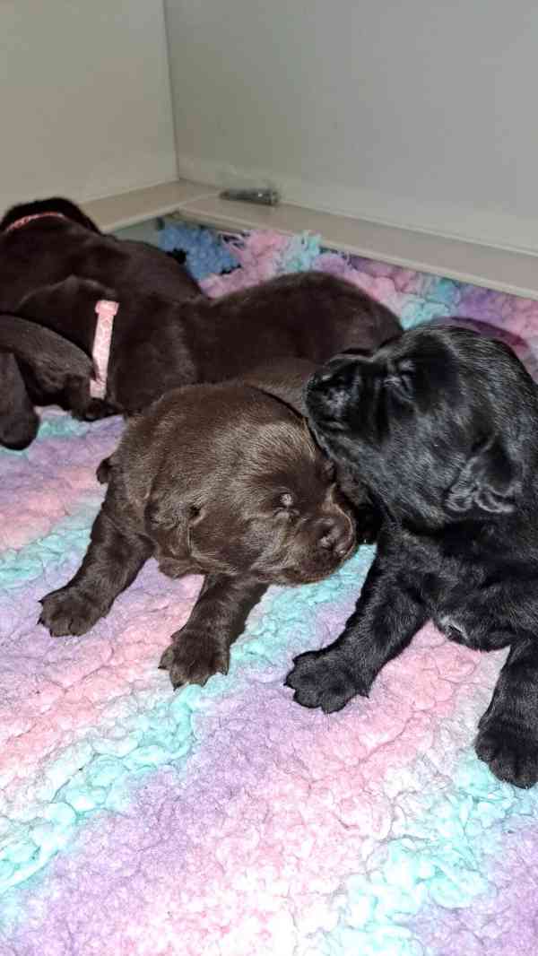 Čokoládová štěňátka labradora s PP - foto 4