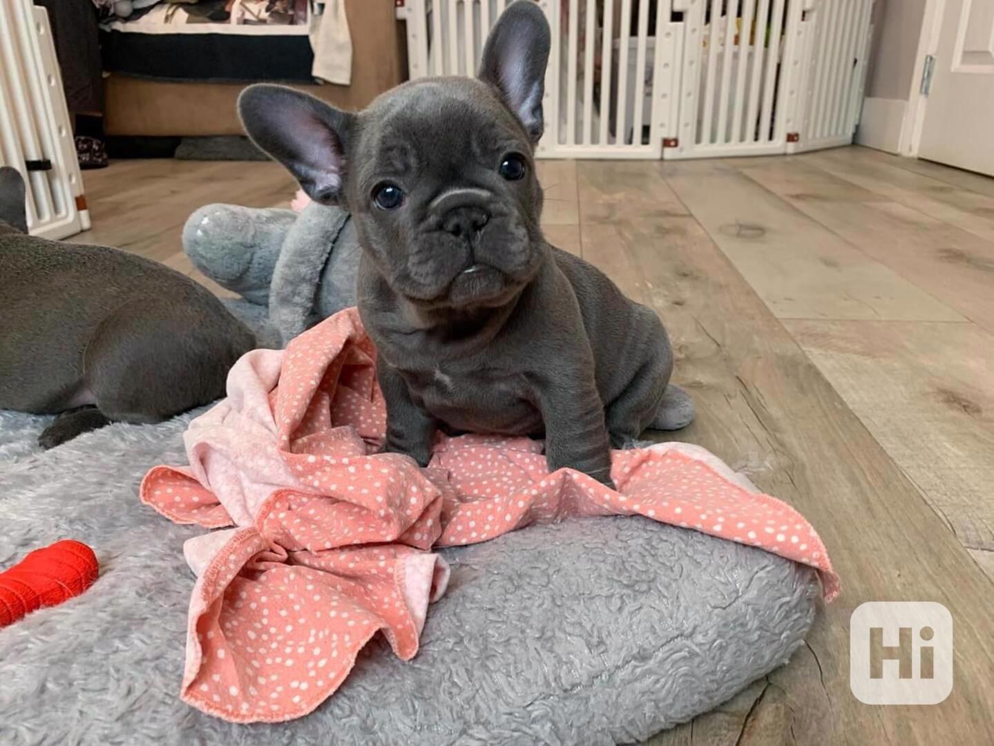 Štěňata francouzského buldoka - foto 1