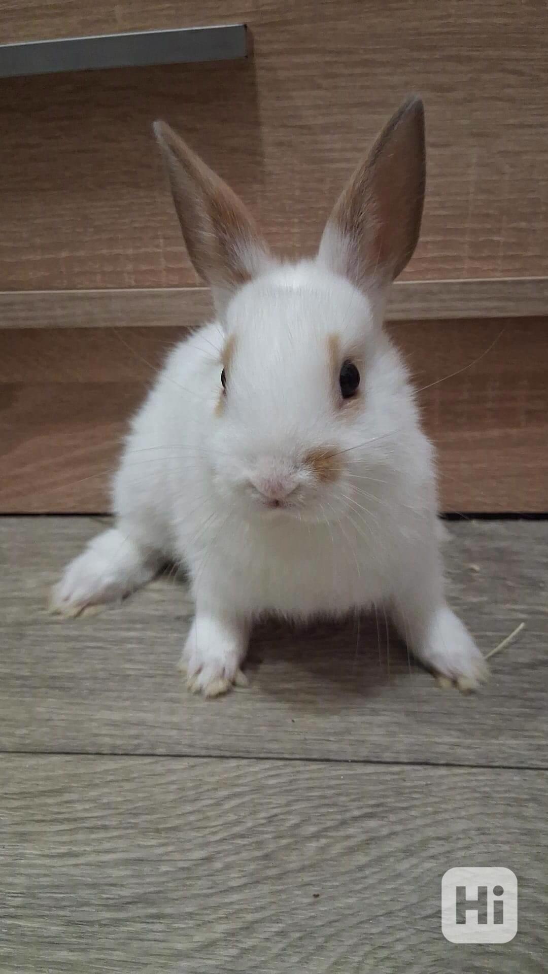 Zakrslý králíček  - foto 1