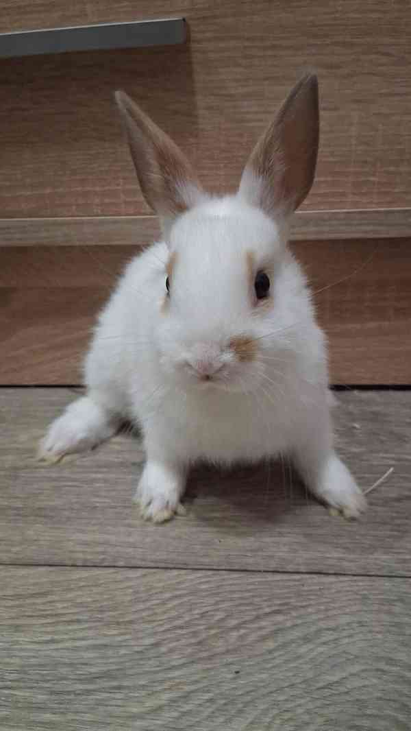 Zakrslý králíček  - foto 1