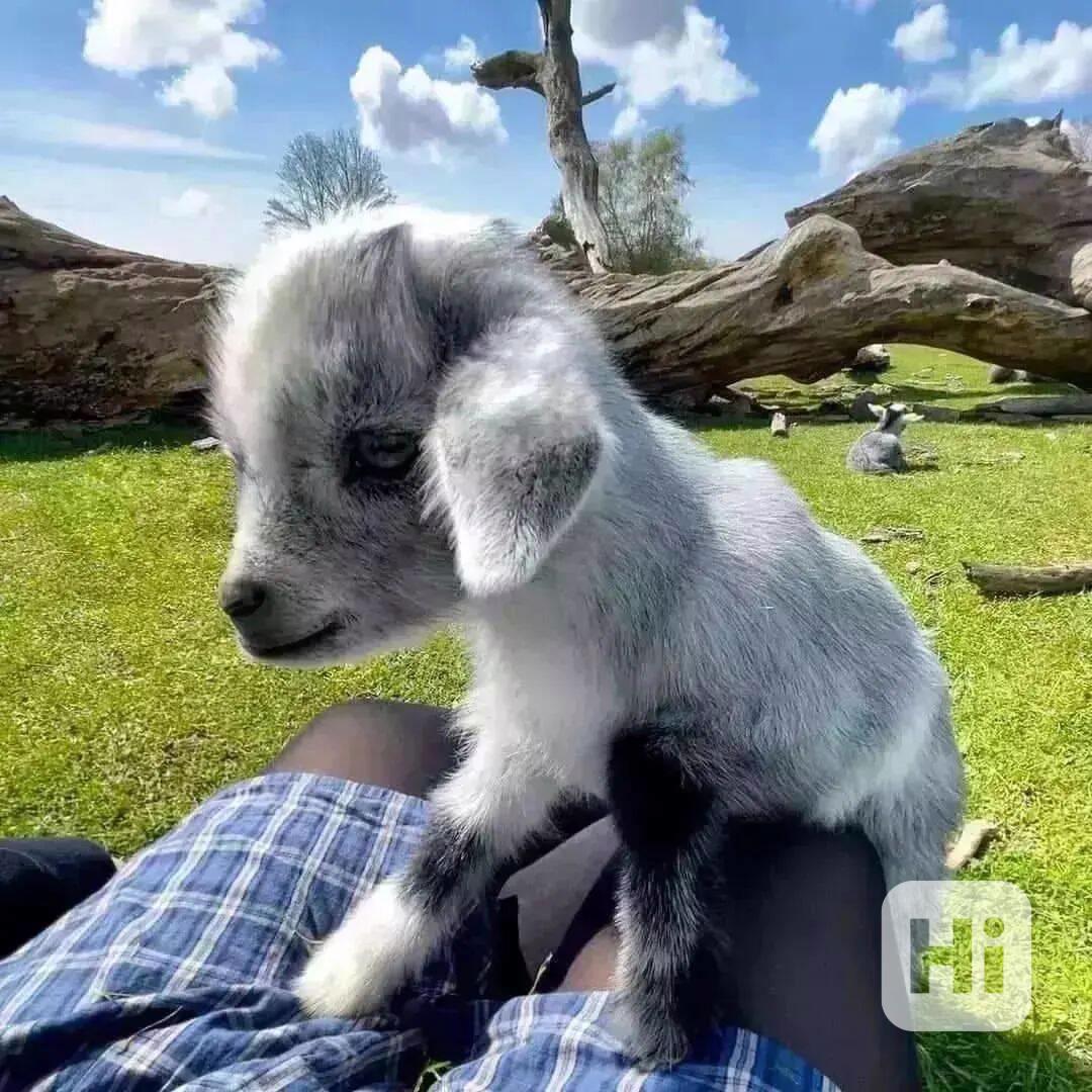 Prodám krásné nigerijské zakrslé kozy - foto 1